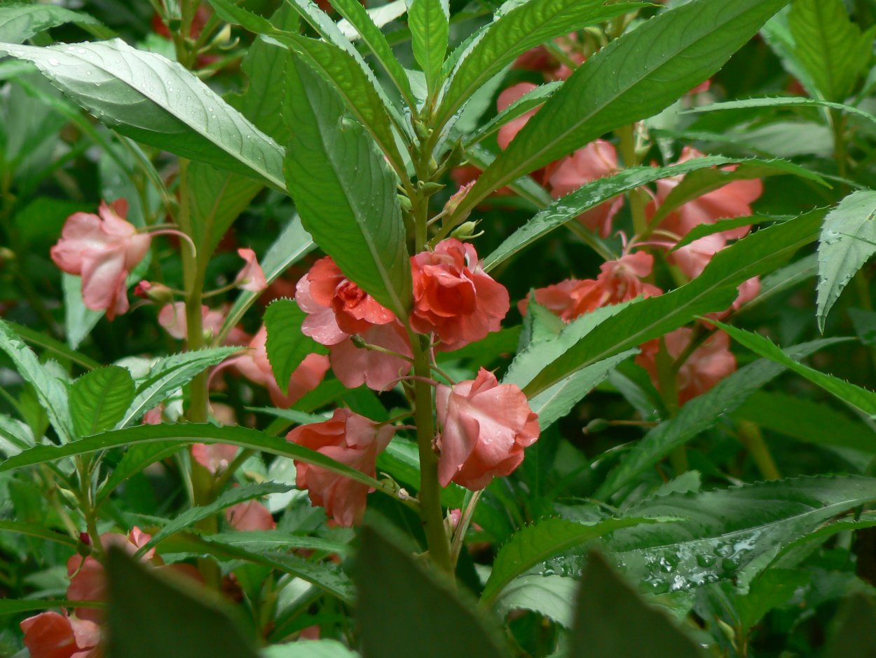 Бальзамин Камелия