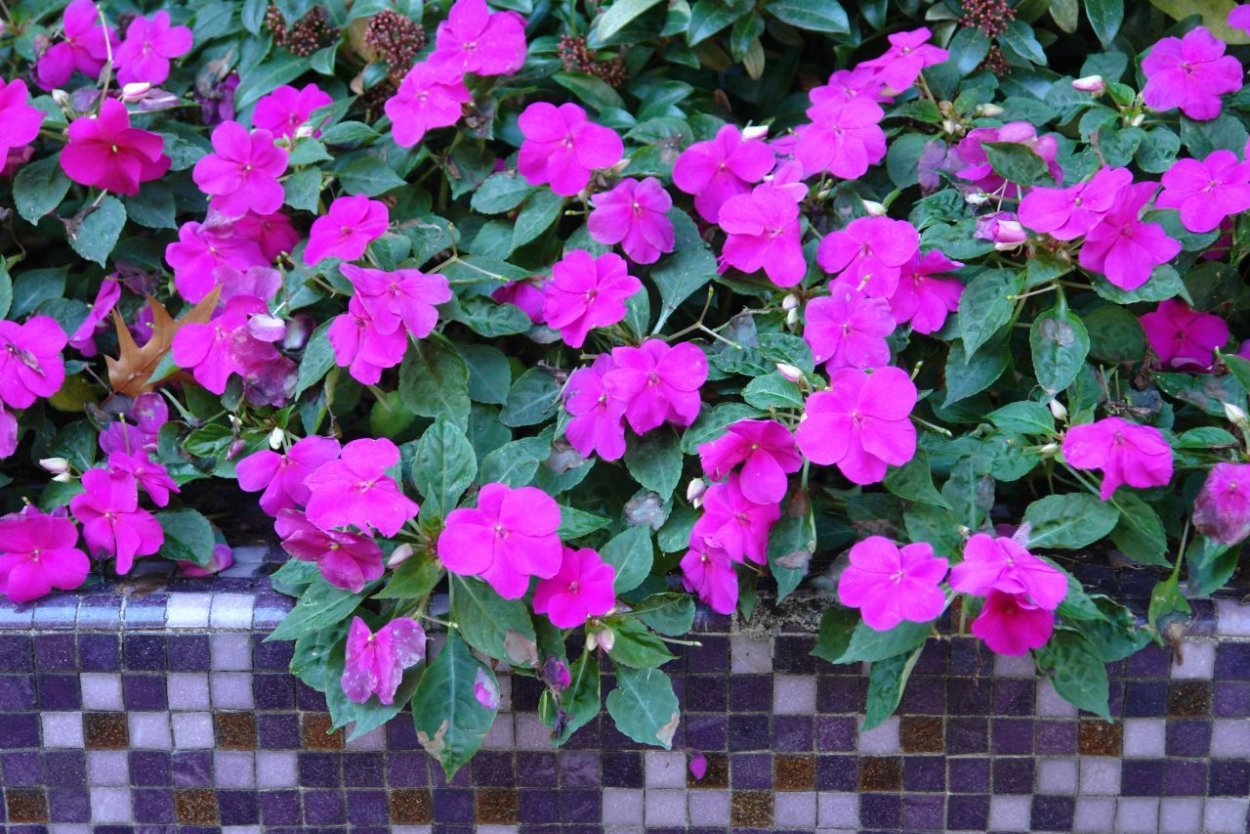 Ванька-мокрый бальзамин садовый