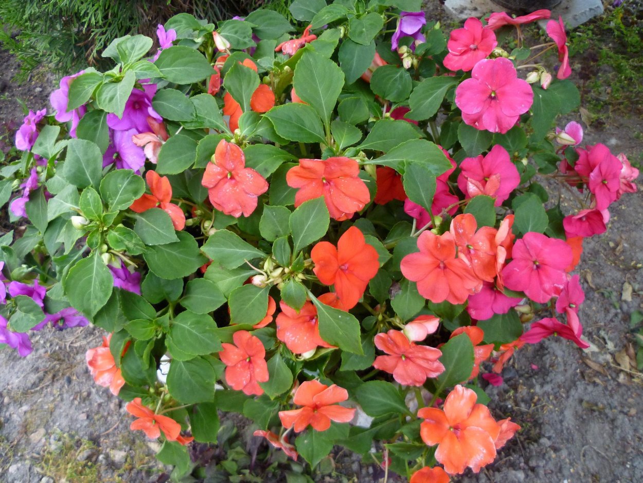 Ванька-мокрый бальзамин садовый