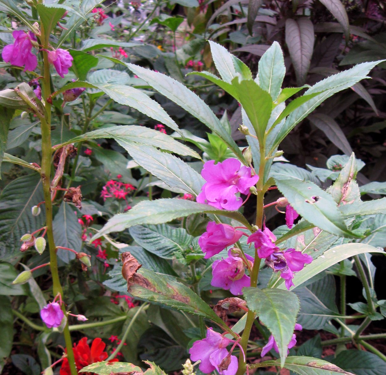 Бальзамин садовый