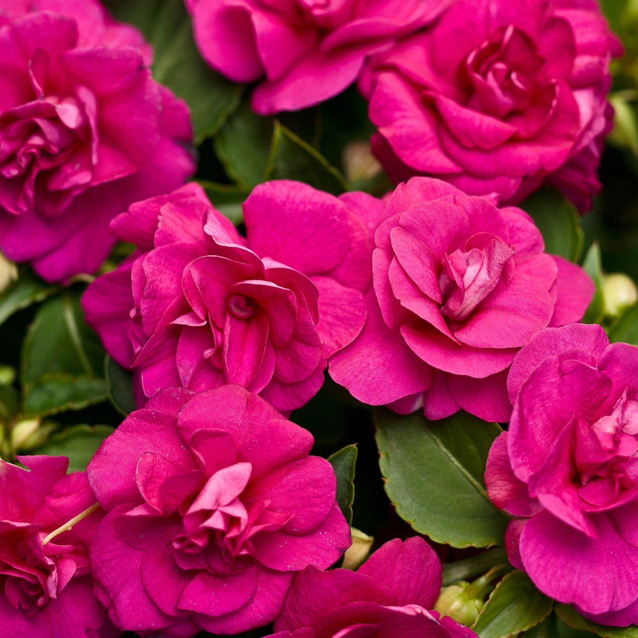 Бальзамин Impatiens