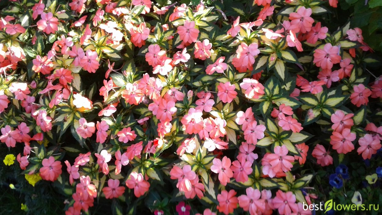 Бальзамин садовый Камелия