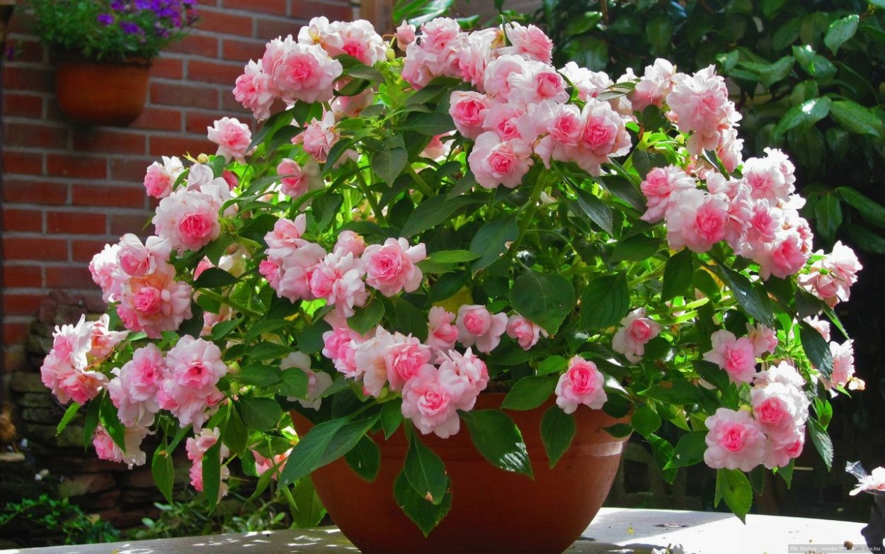 Бальзамин Голден Анниверсари