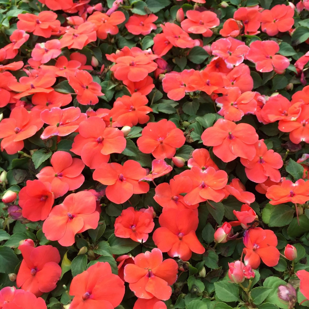 Бальзамин Уоллера однолетний