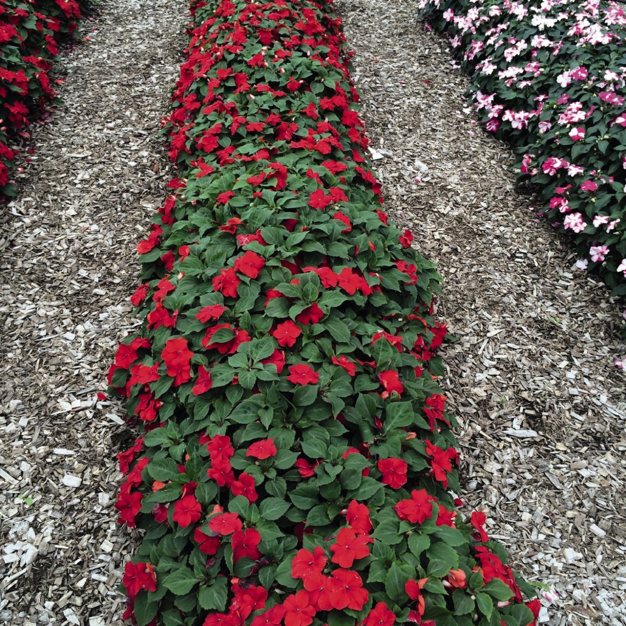 Бальзамин Уоллера