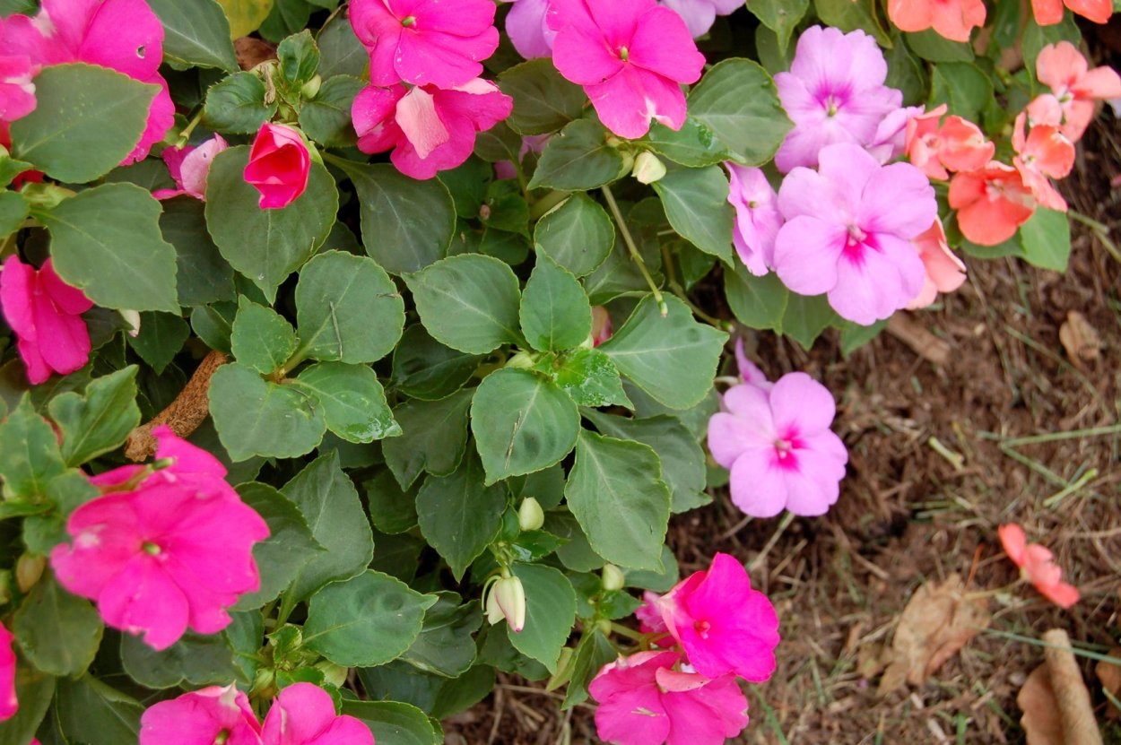 Бальзамин Уоллера