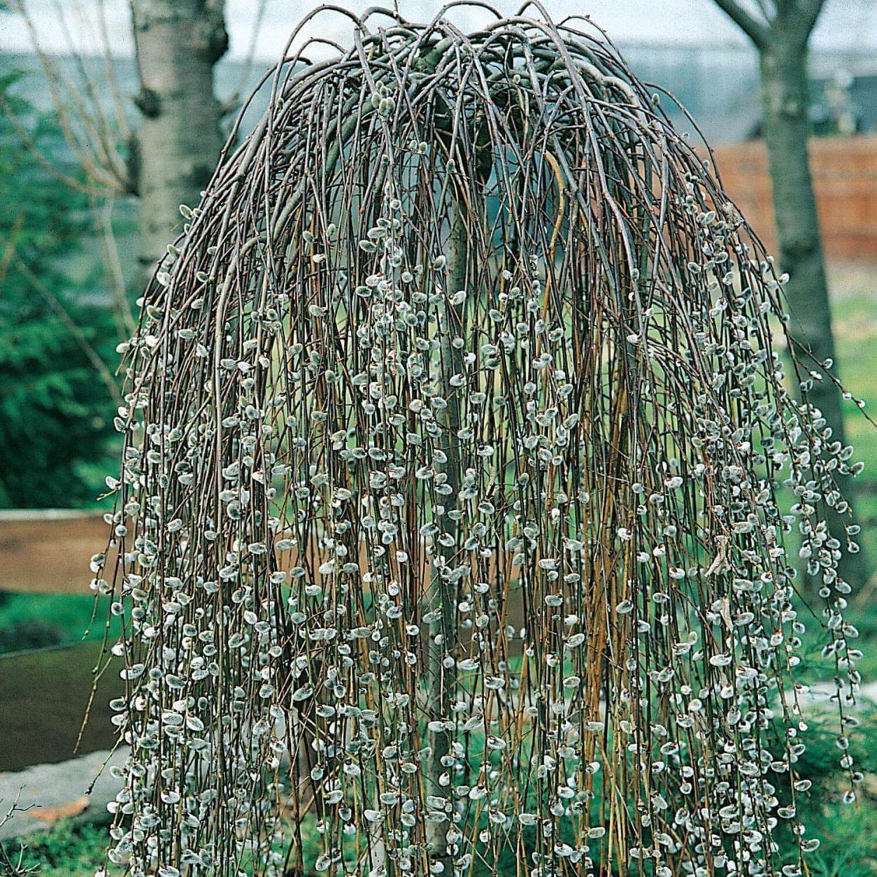 Ива Козья Kilmarnock (pendula)