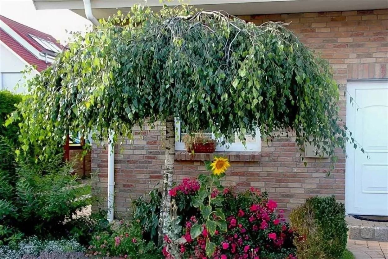 Береза штамбовая плакучая