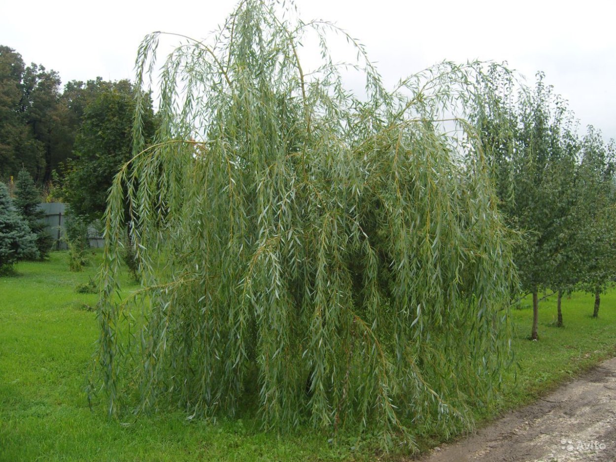 Ива белая Плакучий Гном