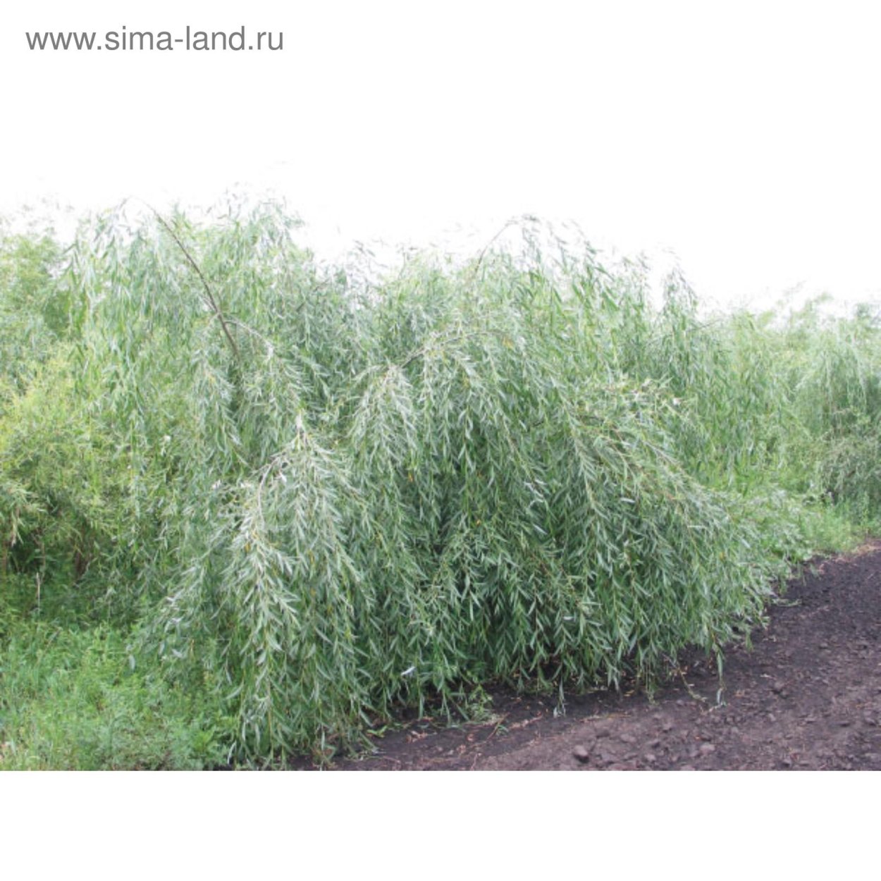 Ива гибрид Шабурова идеал