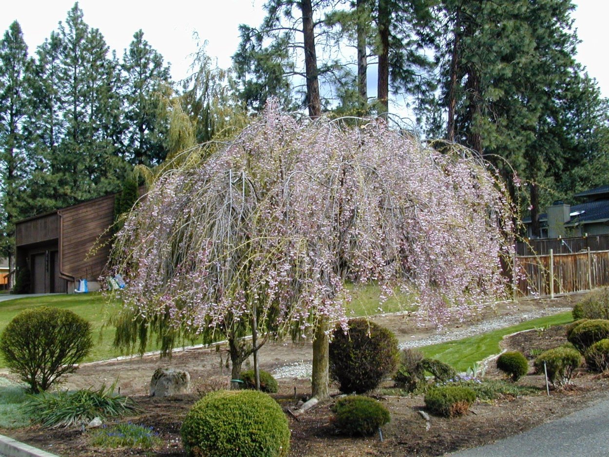 Ива Пендула плакучая