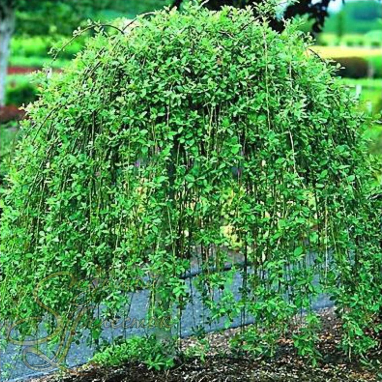 Ива Козья Пендула