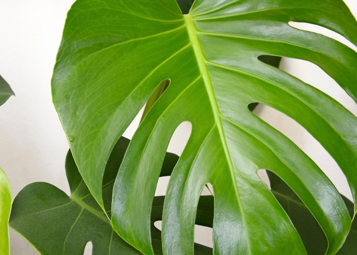 Филодендрон luxurians