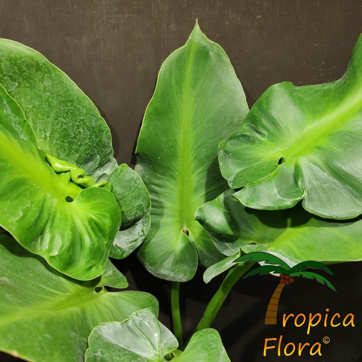 Филодендрон глориозус