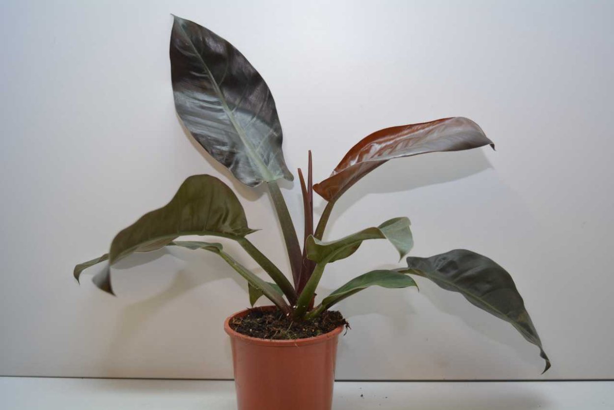 Филодендрон Scandens Micans