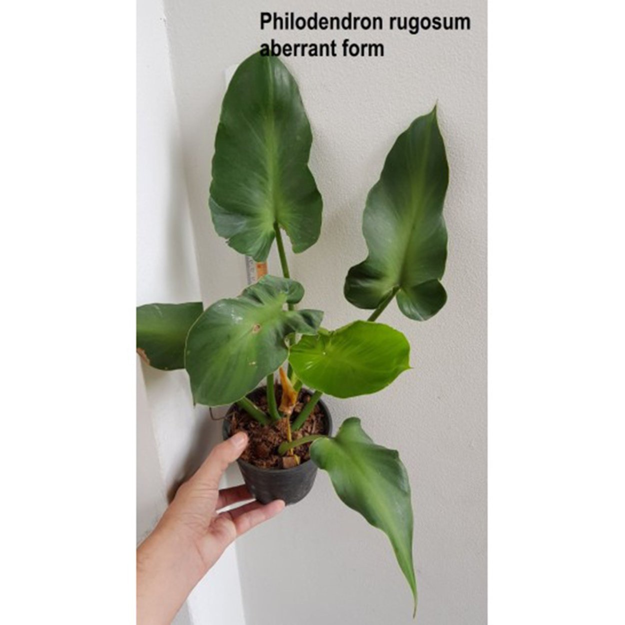 Филодендрон rugosum