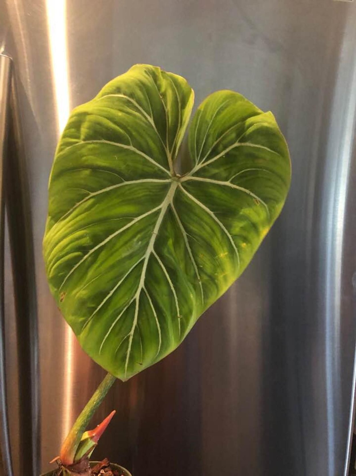 Monstera красная бархатная