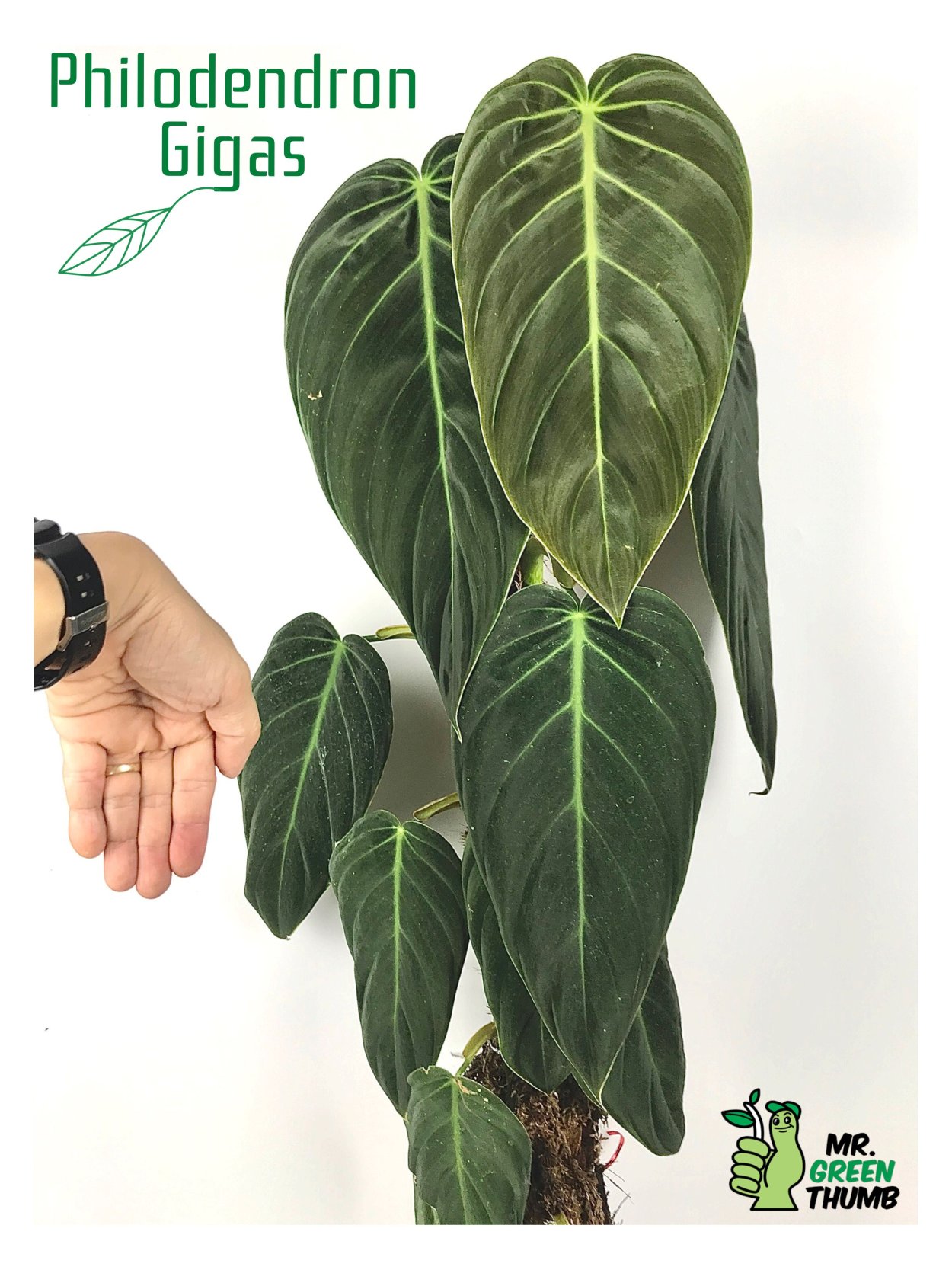 Филодендрон erubescens