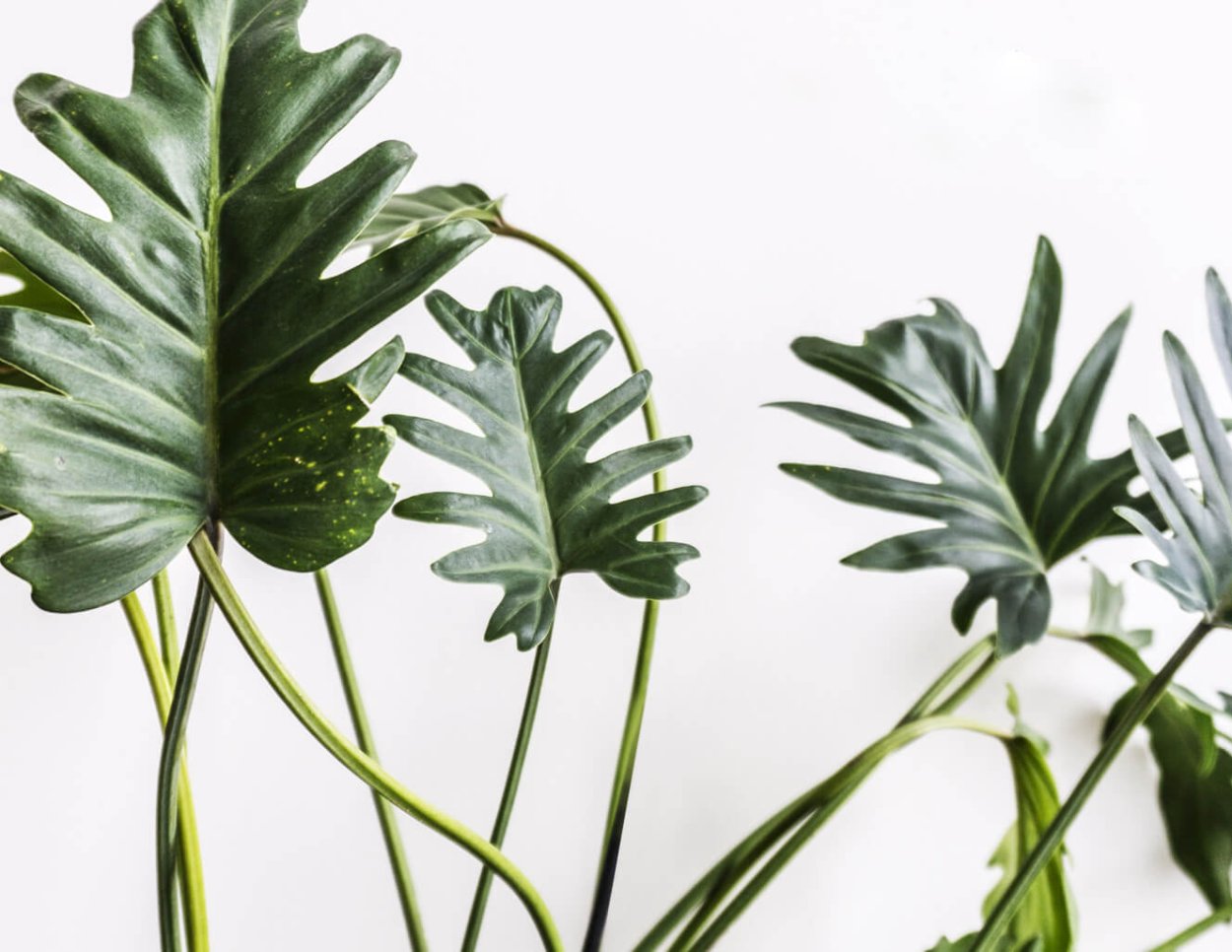 Большой Филодендрон Ксанаду