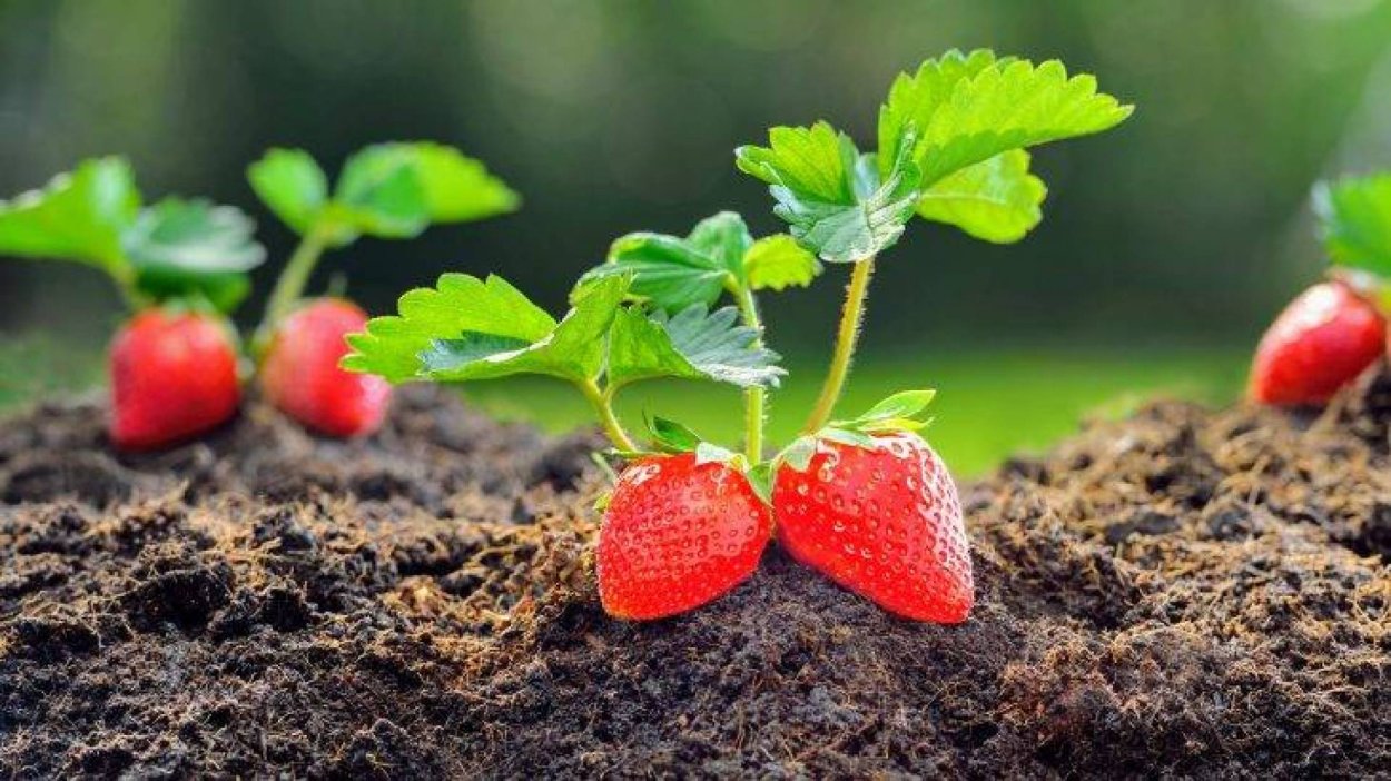 Клубника картинка