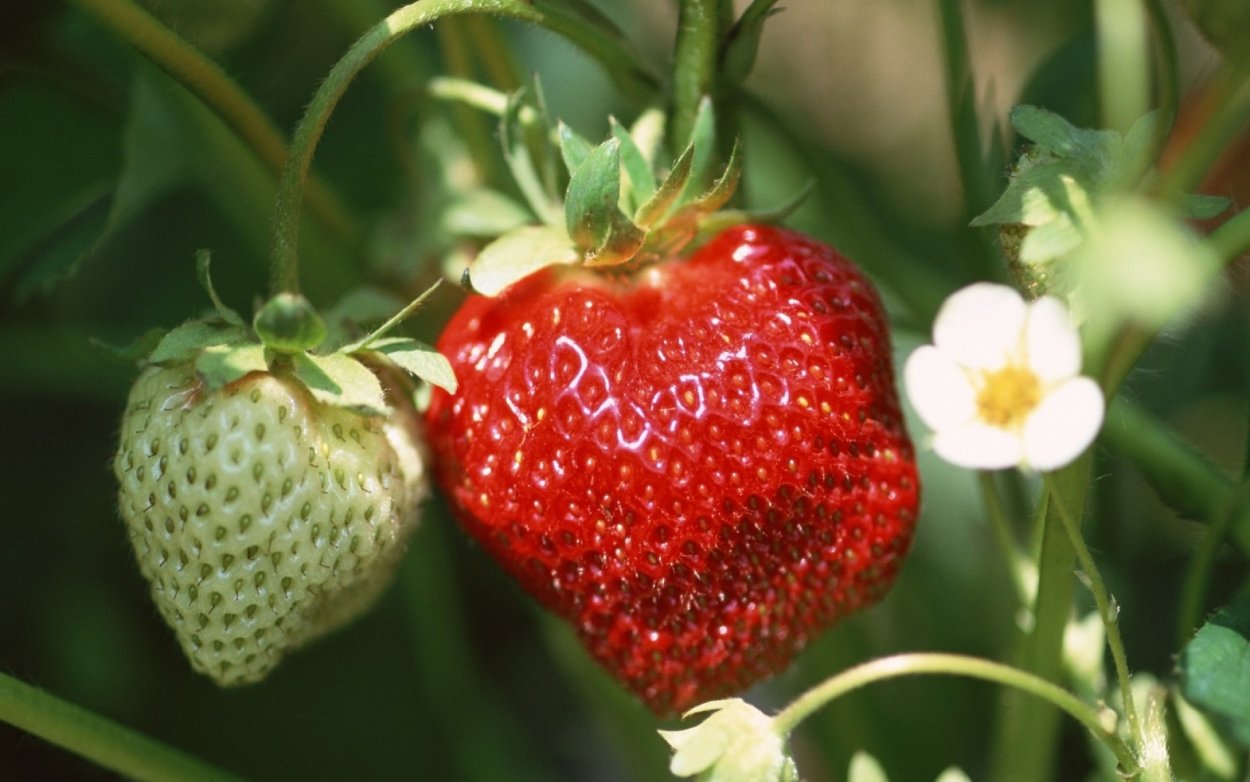 Клубника растение