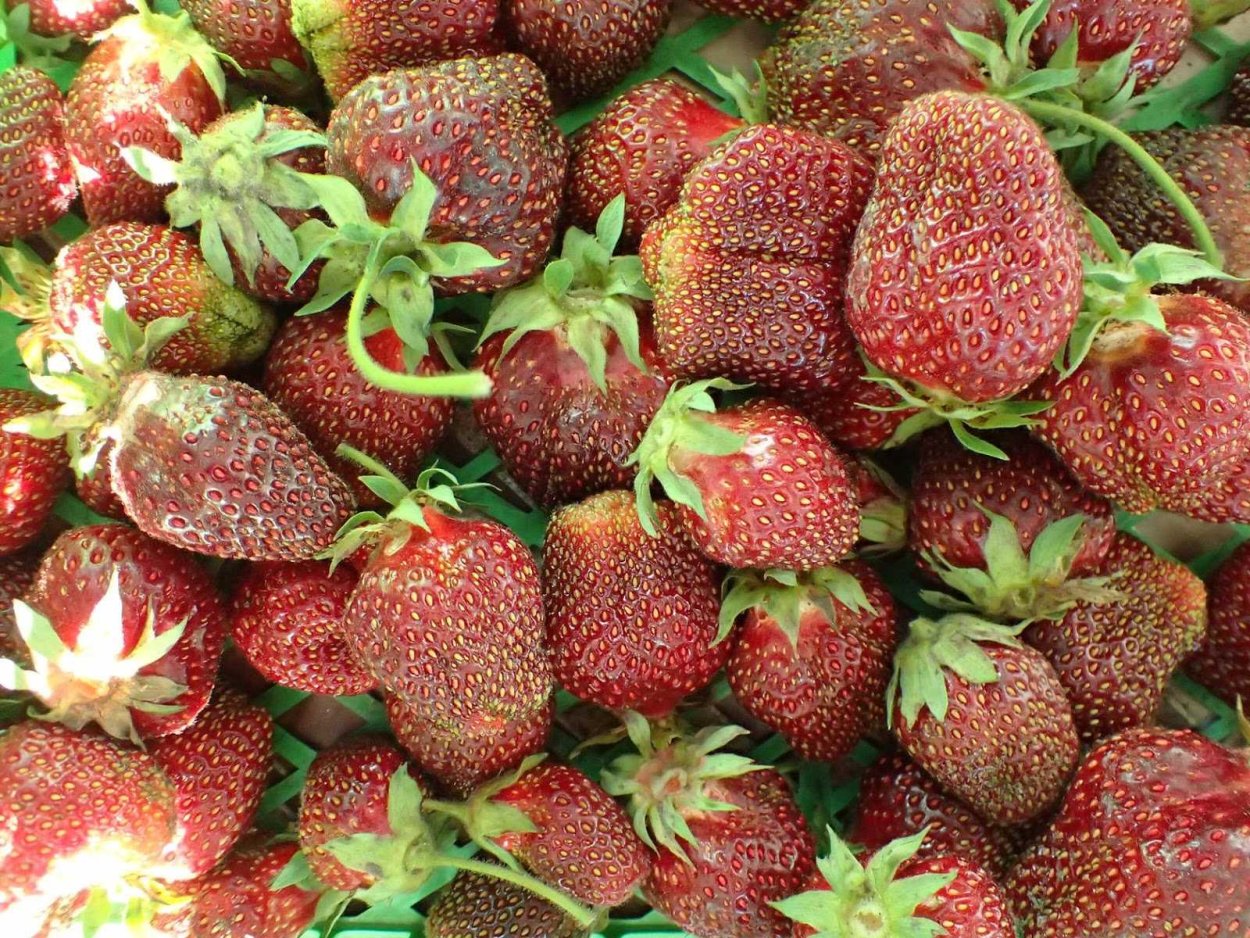 Квалиа Чалмерс