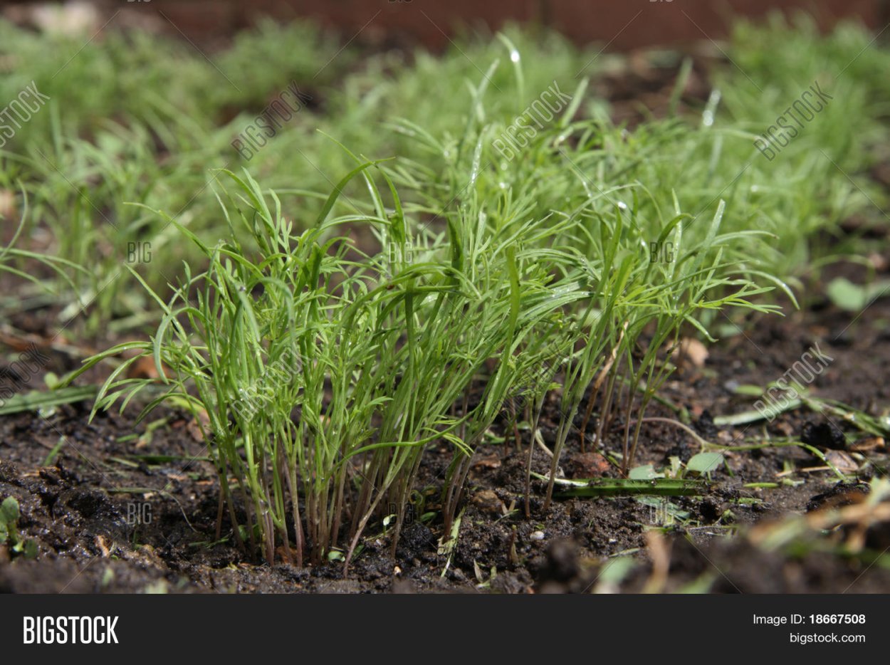 Фенхель ростки