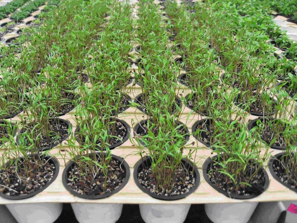 Рассада укропа