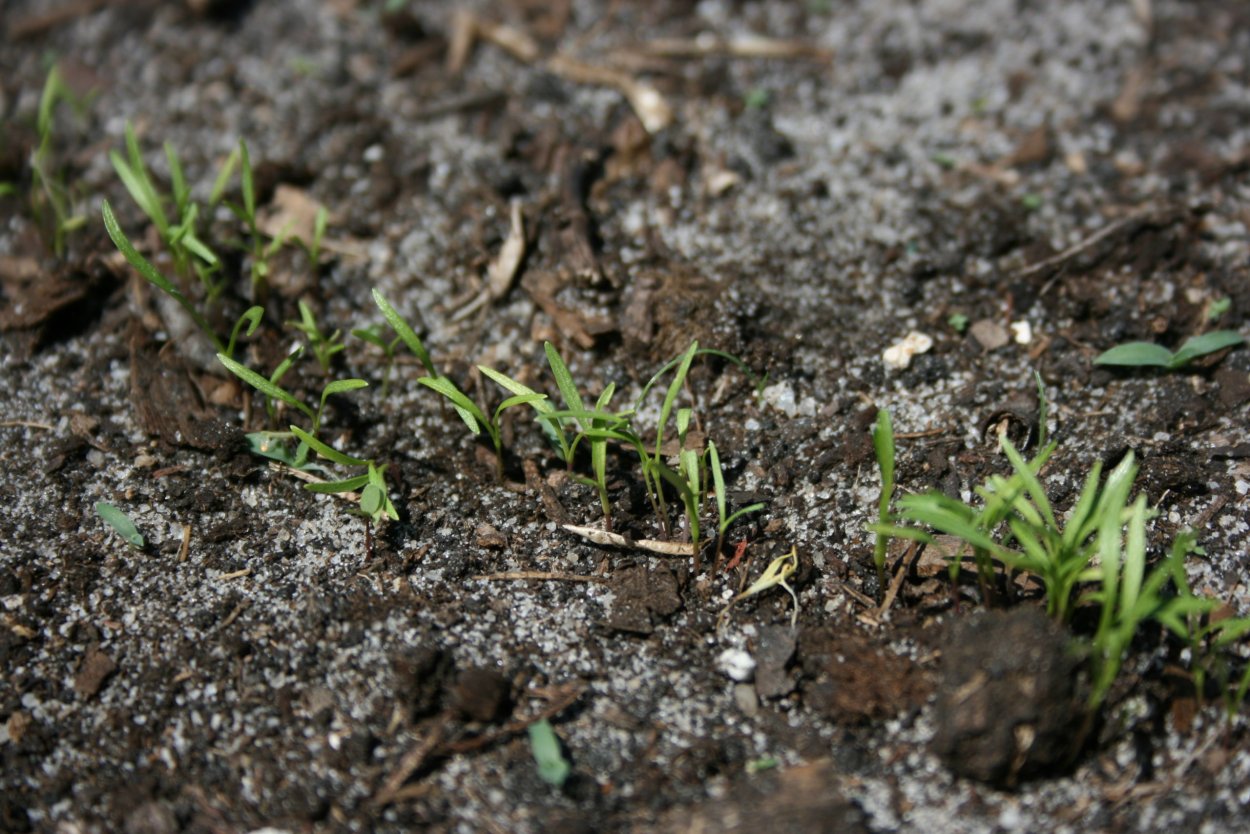 Горшок с землей