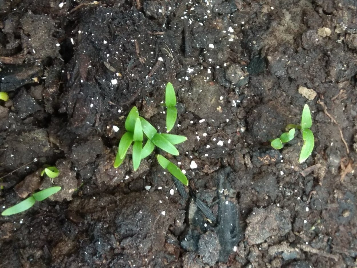 Рассада укропа в домашних