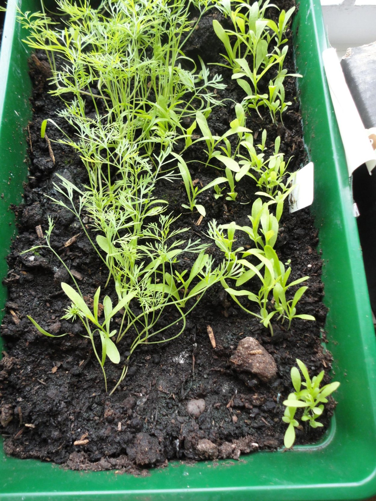 Сорта укропа