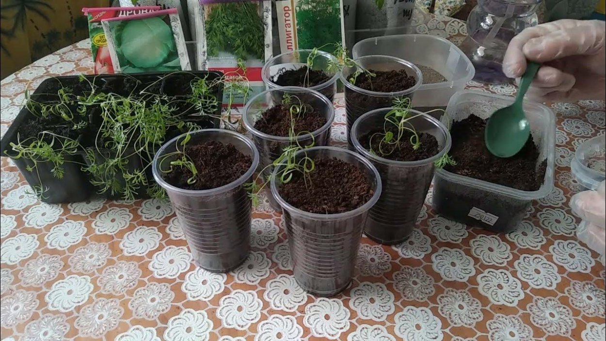 Всход семян моркови