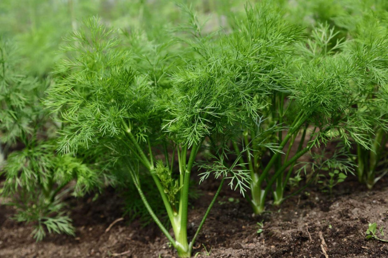 Посев семена моркови