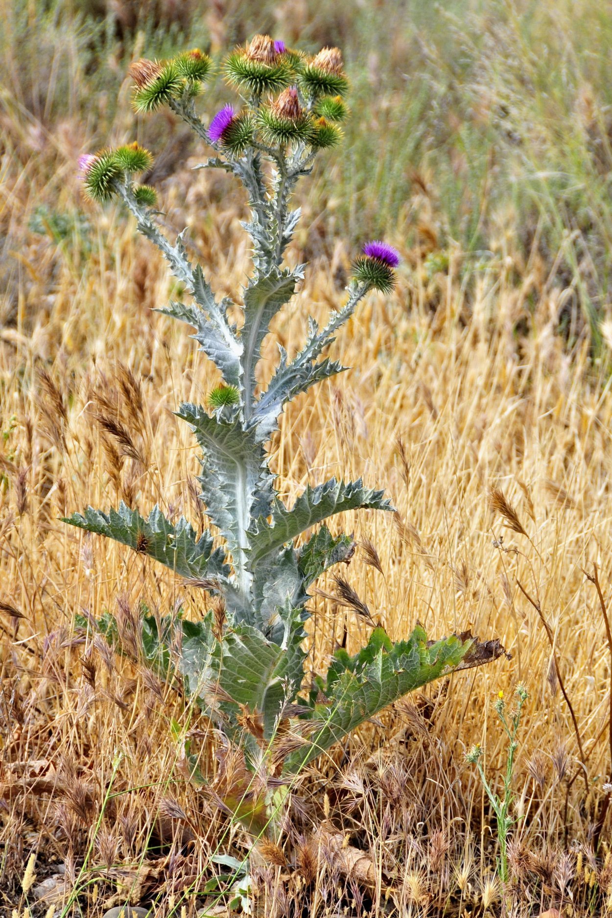 Татарник колючий чертополох