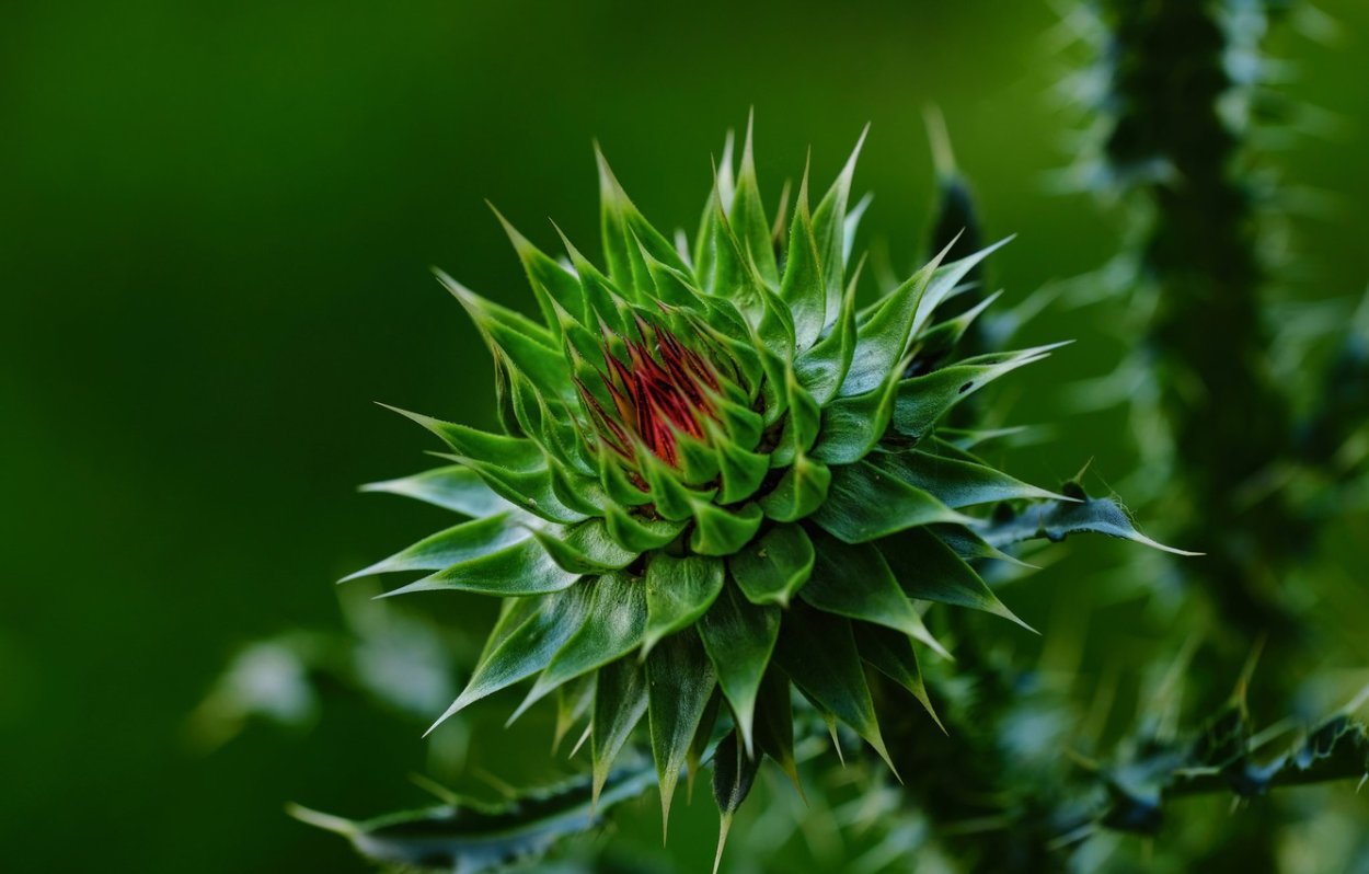 Алтайская колючка