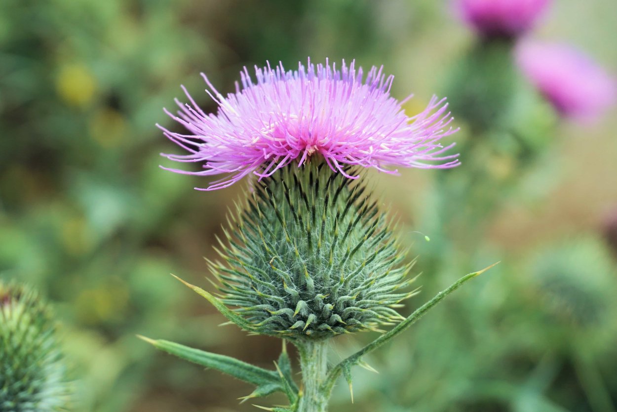Расторопша чертополох татарник