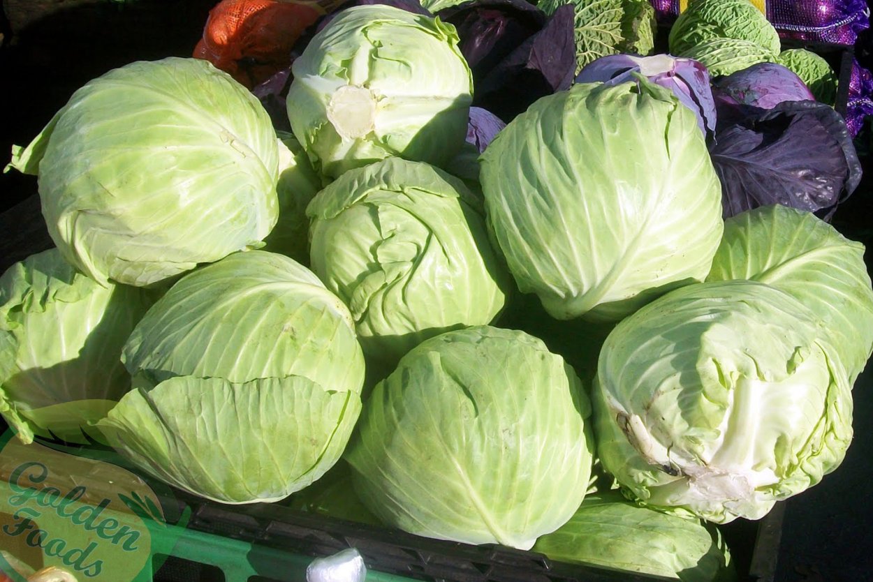 Капуста белокочанная сорт Слава