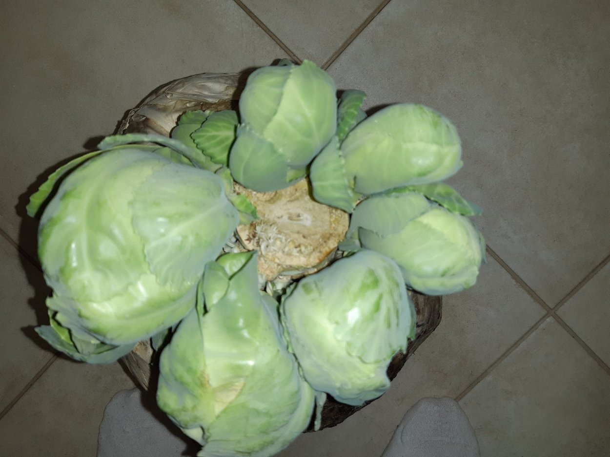 Определите вид капустных овощей