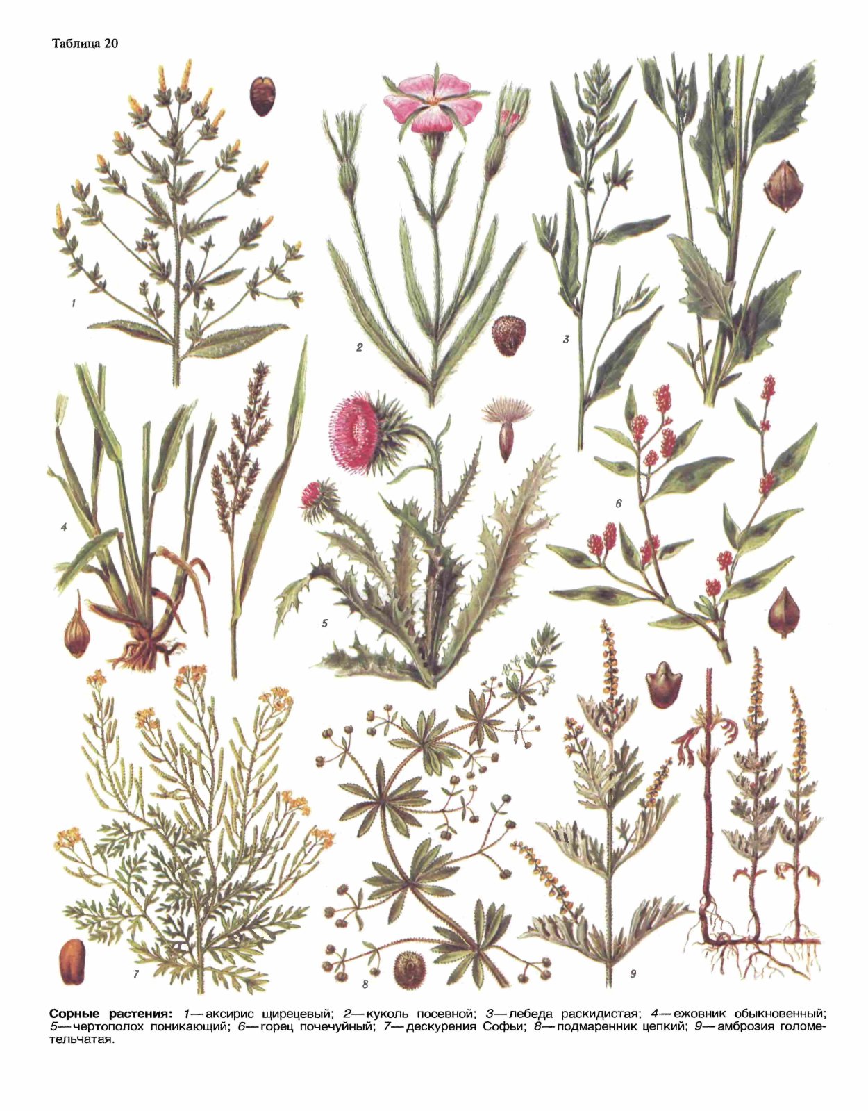 Сорные растения сорные травы