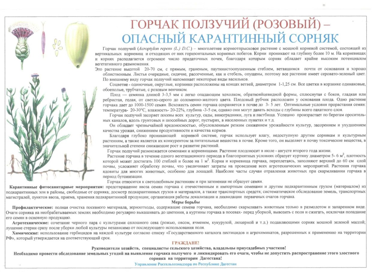 Горчак ползучий карантинный сорняк