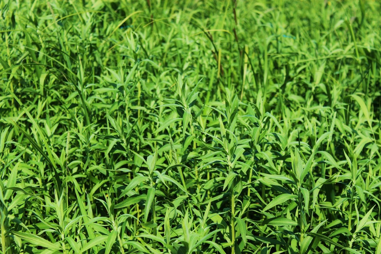 Трава сарот