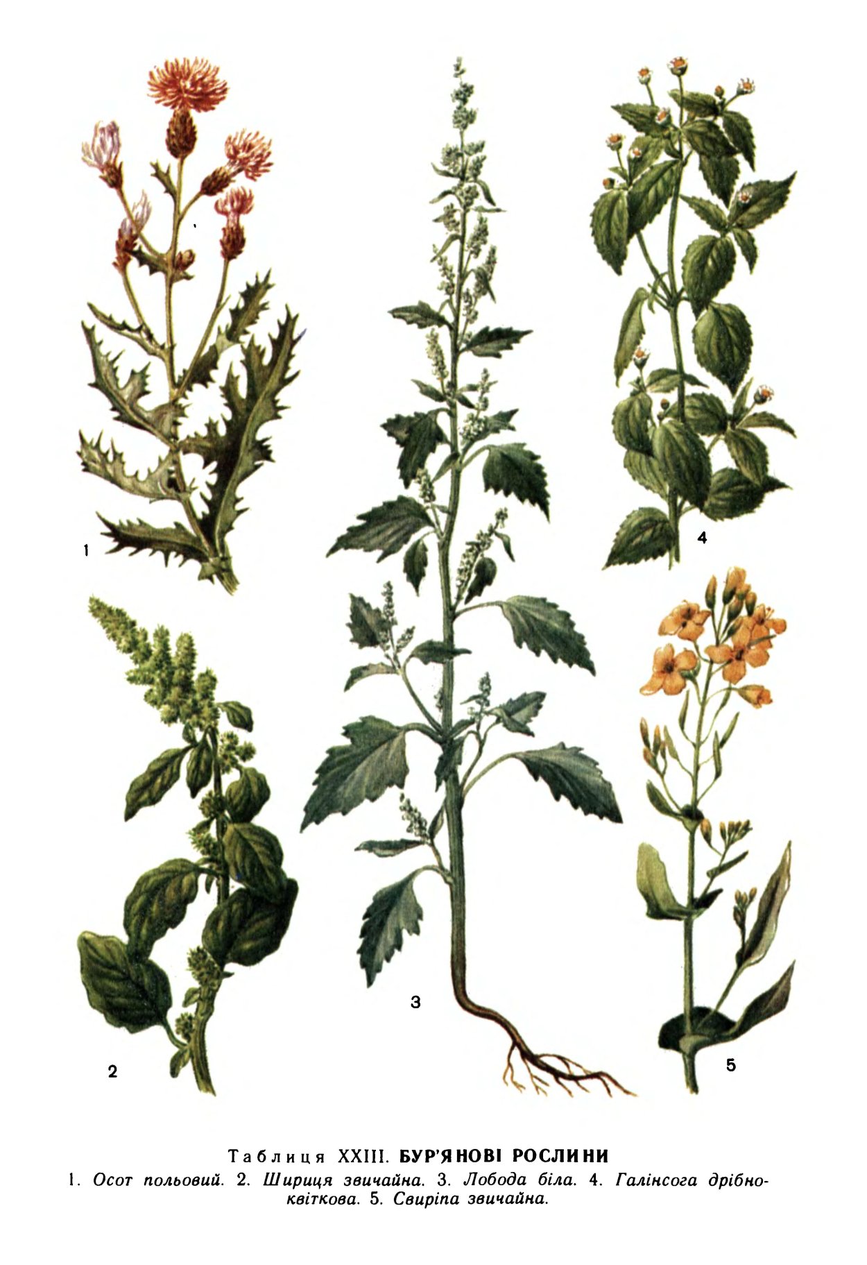 Сорные растения, сорняки