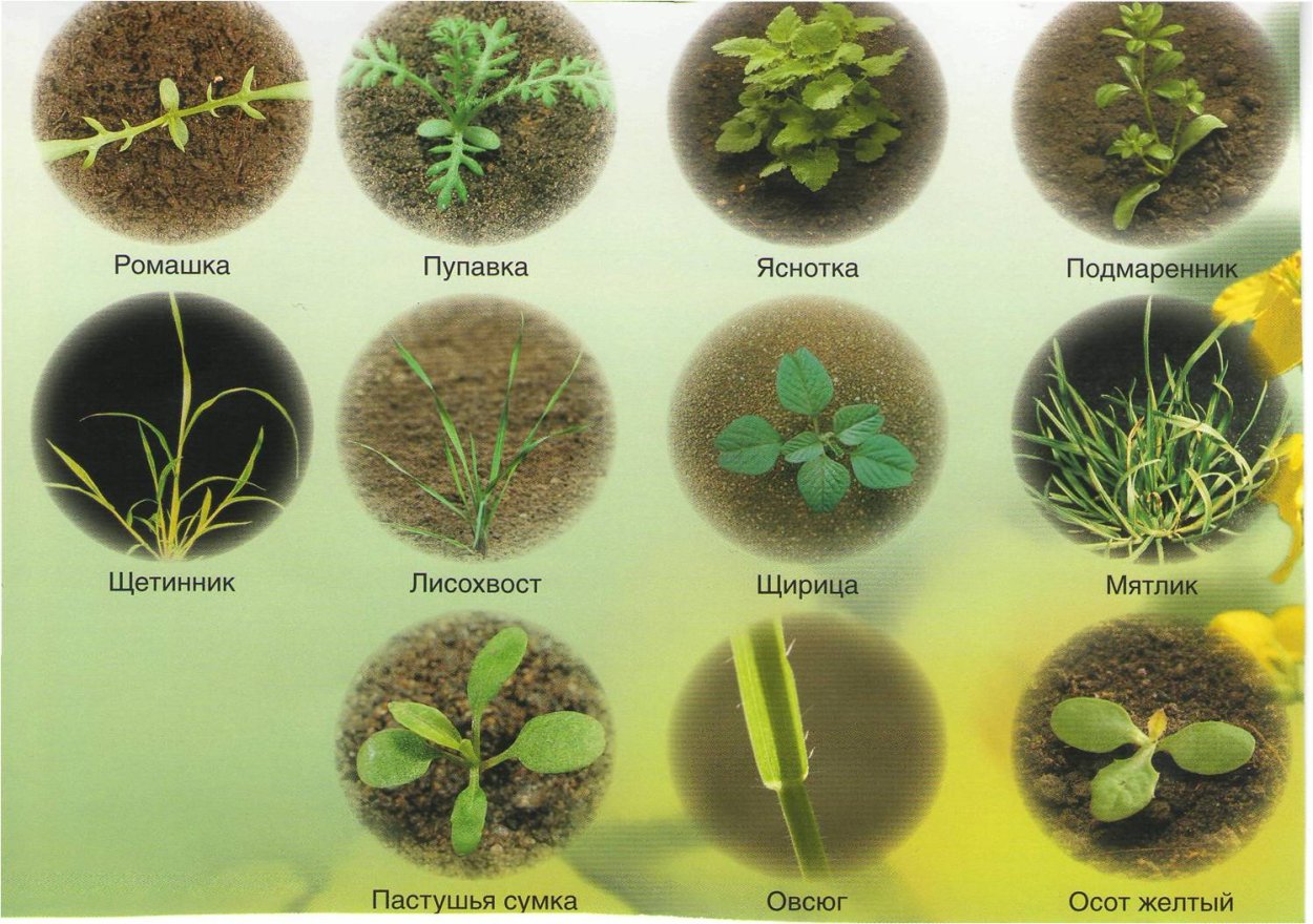 Сорняк в торфе