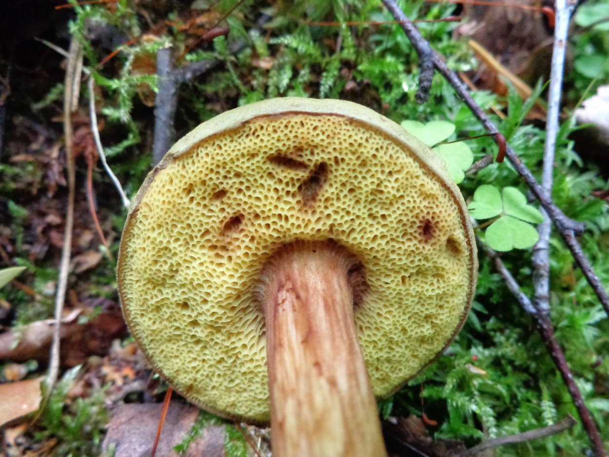 Моховик зеленый Xerocomus subtomentosus