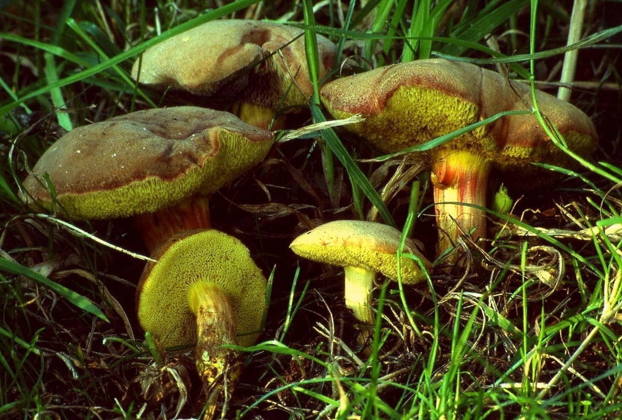 Моховик бархатный съедобный