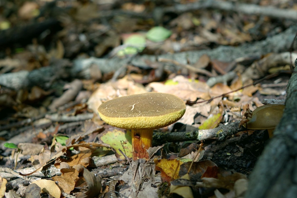 Моховик зелёный