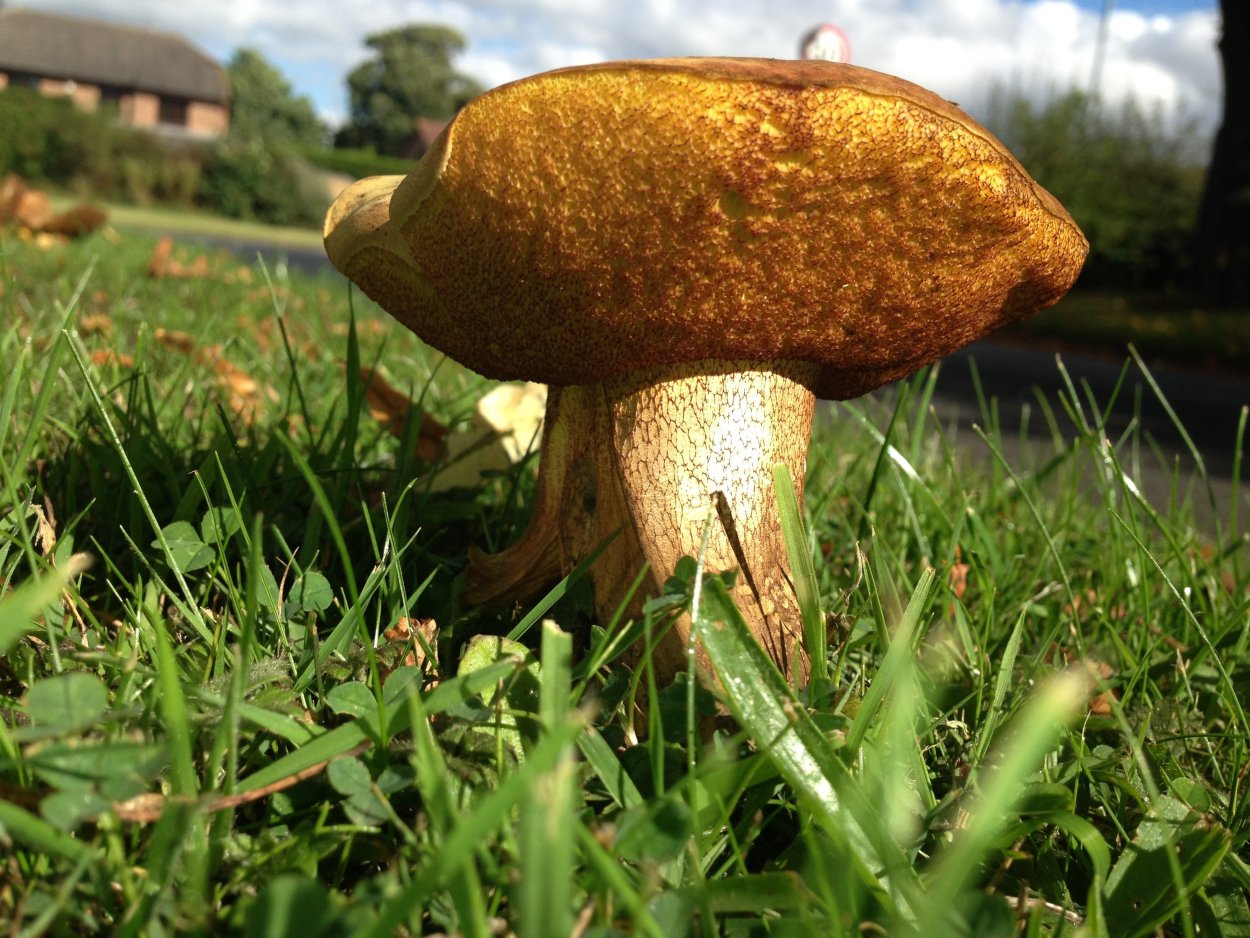 Польский гриб (Xerocomus badius)