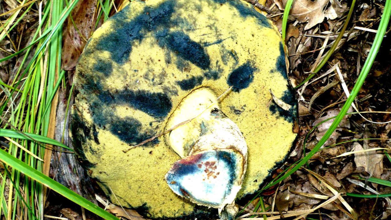 Гриб моховик желто-бурый