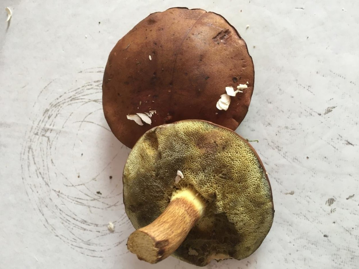 Моховик пороспоровый