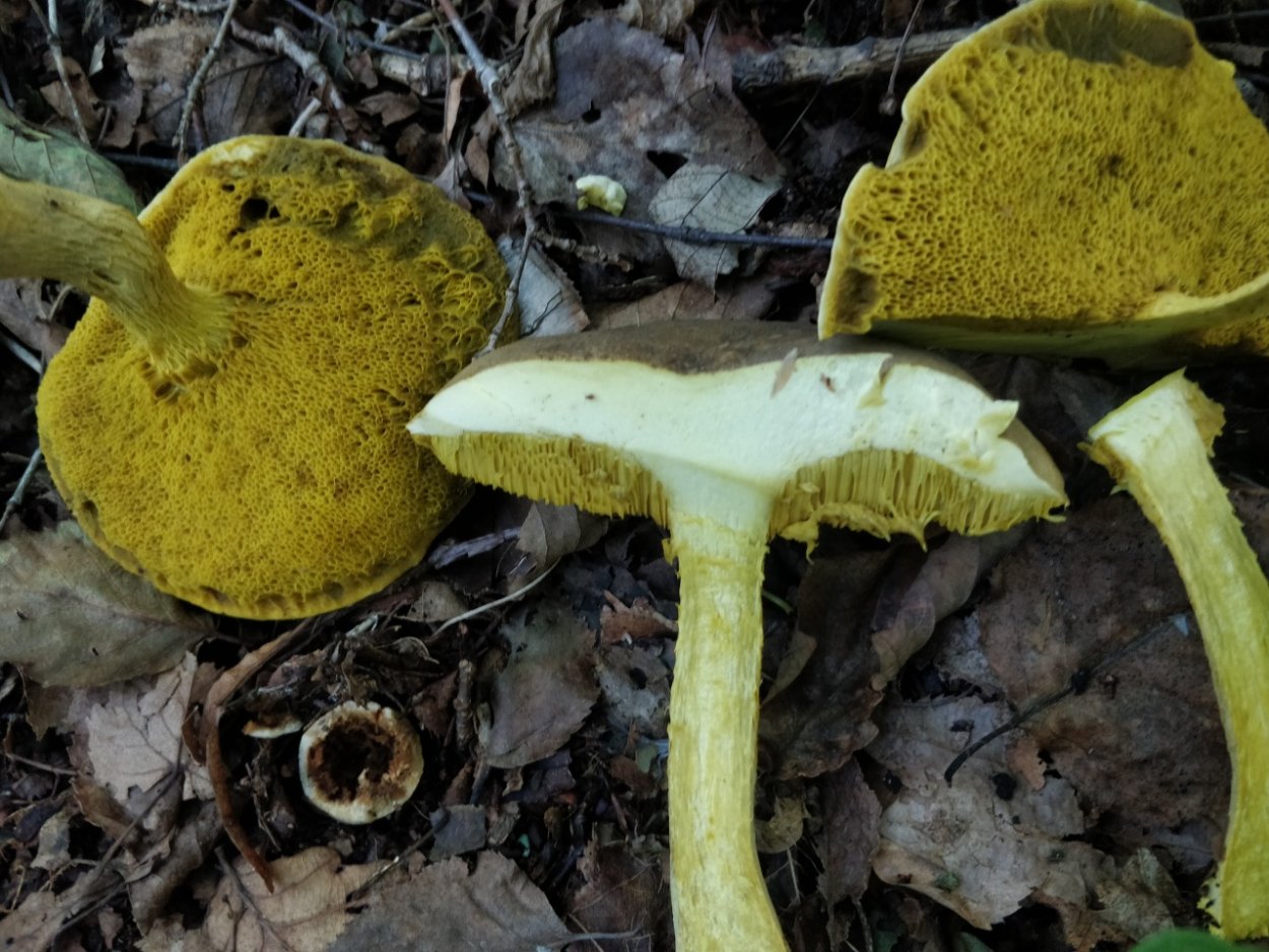 Моховик зеленый Boletus subtomentosus
